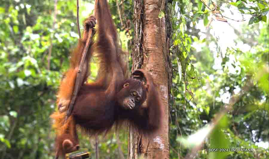 Bukan Hanya Manusia, Orangutan juga Butuh Lingkungan Nyaman