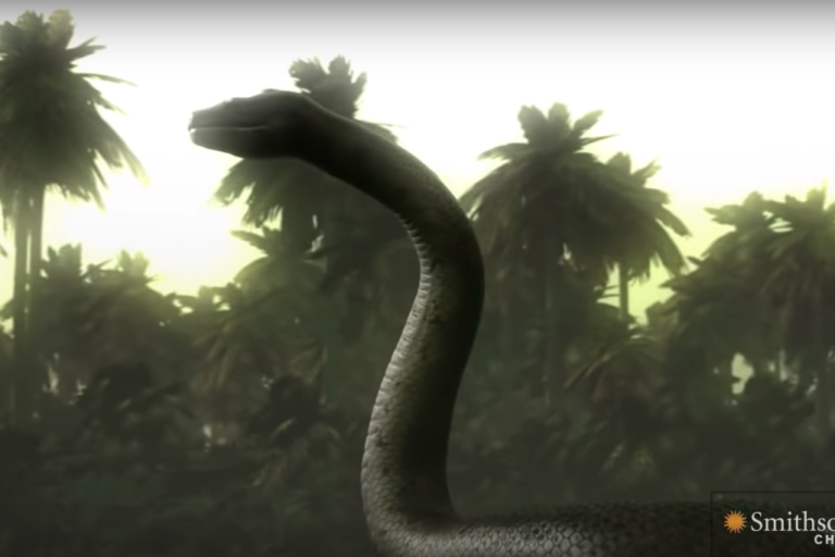 Dua Ular Raksasa Ini 5 Kali Lebih Besar dari Anaconda Terbesar