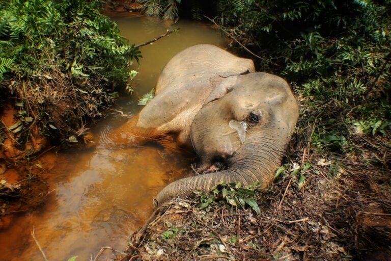 Konflik Manusia dan Satwa Terus Terjadi di Leuser