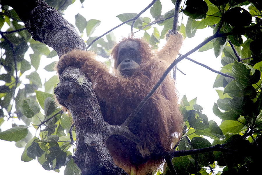 Masyarakat Simardangiang, Kemenyan, dan Orangutan Tapanuli