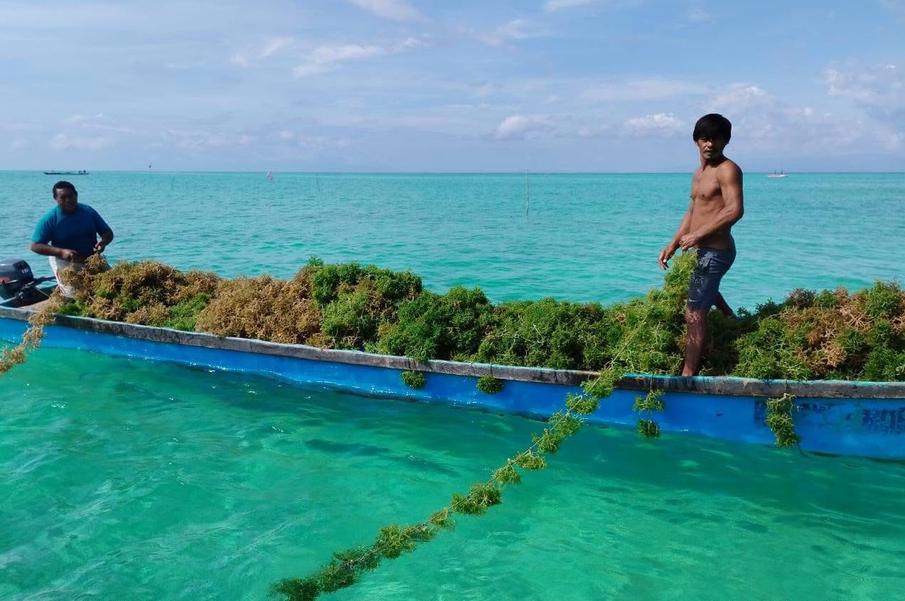 Menghidupkan Kembali Budidaya Rumput Laut di Kolorai