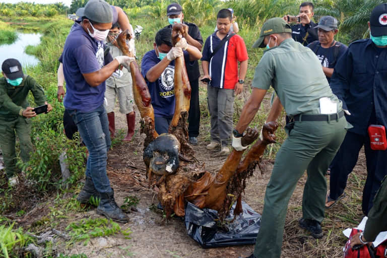Periset Dorong Koridor Satwa Orangutan di Perkebunan Sawit