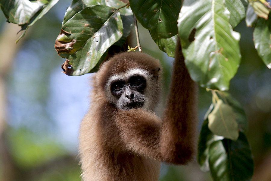 Seperti Orangutan, Primata Ini juga Penebar Benih yang Gigih