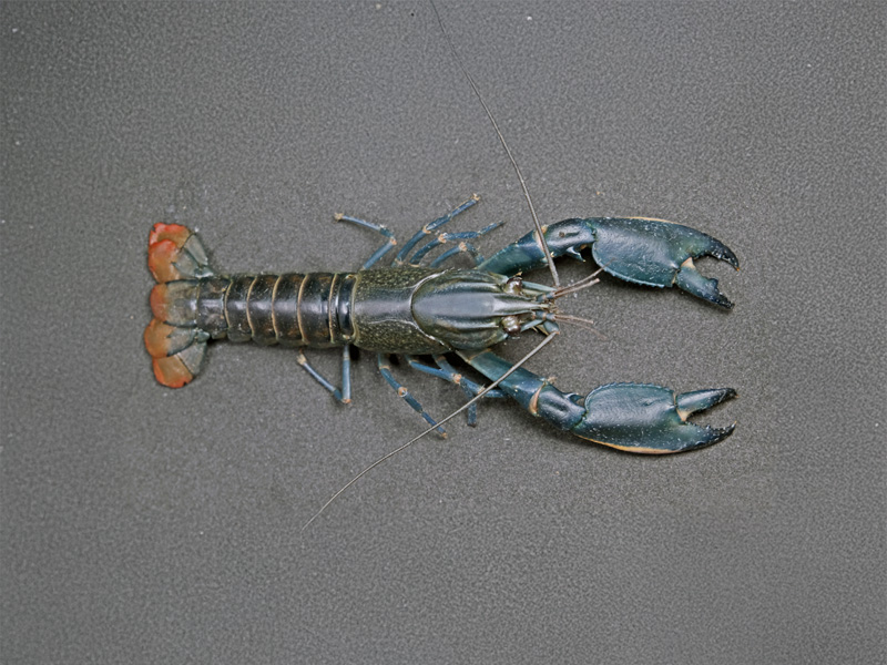 Spesies Baru: Lobster Hias Papua yang Berkelana ke Eropa