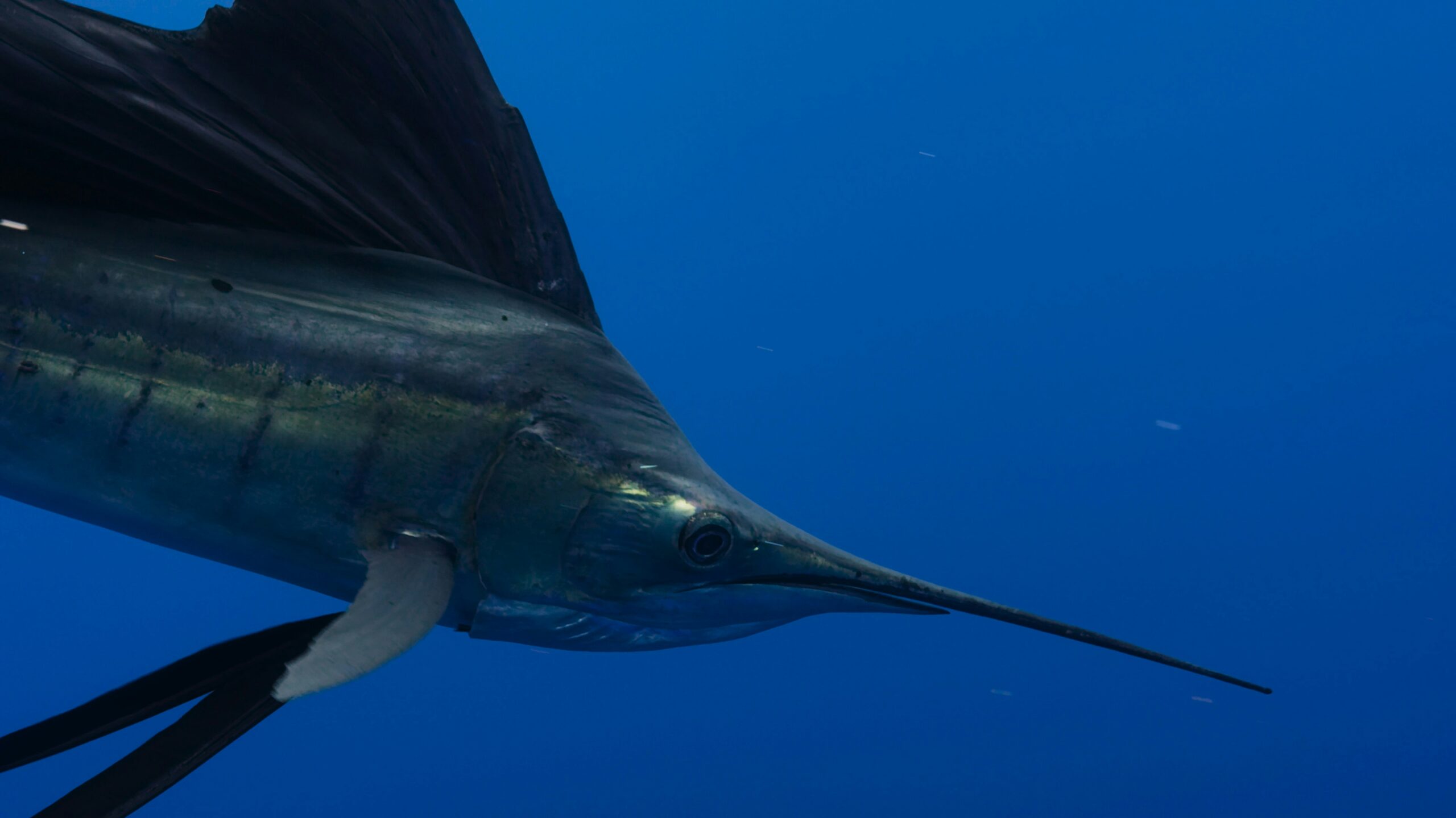Waspada Serangan Ikan Todak, Bagaimana Menghindarinya?