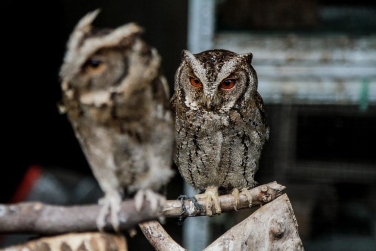 Cerita Unik Burung Hantu dan Perang Melawan Hama Tikus
