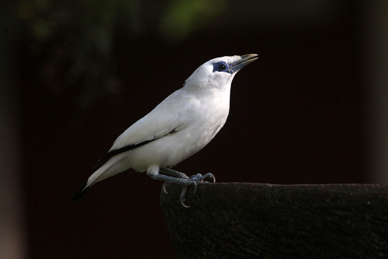 Jalak Bali: Burung Eksotis Indonesia yang Terancam Punah