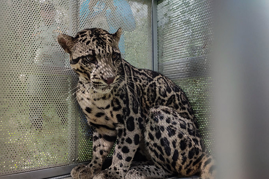 Macan Dahan dan Satwa Prioritas Konservasi Indonesia