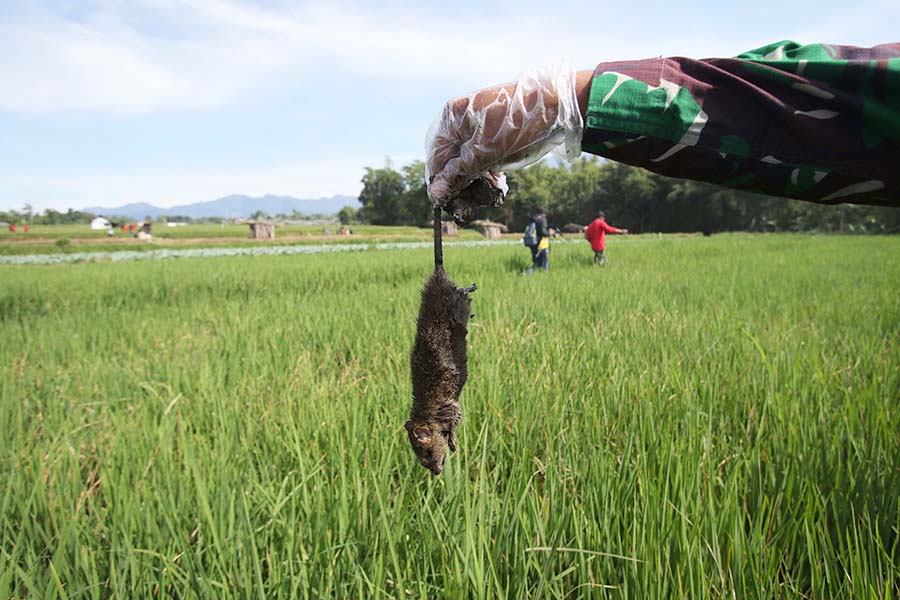 Seribu Burung Hantu Atasi Hama Tikus di Majalengka, Efektif?