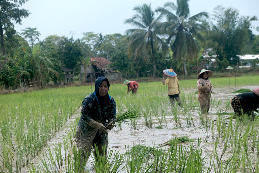 Sumatera Selatan Butuh Ekstensifikasi atau Intensifikasi Sawah?