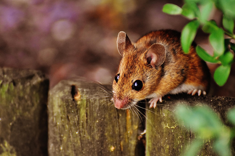 Tikus dan Hubungan Uniknya dengan Manusia