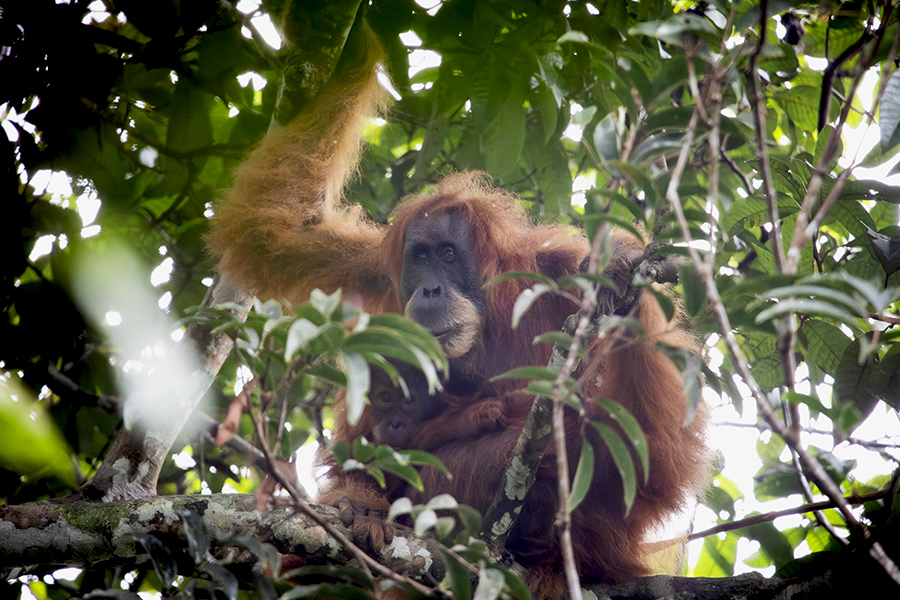 Wawancara: Onrizal dan Penelitian Orangutan Tapanuli