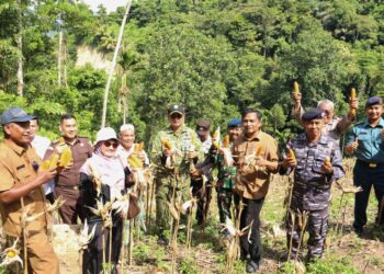 Panen Perdana Jagung Pipil di Balohan, Pemko Sabang Dorong Ketahanan Pangan Gampong