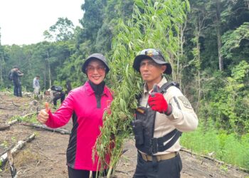 Kapolda Aceh Turun Langsung Musnahkan Ladang Ganja 3 Hektare di Lampanah