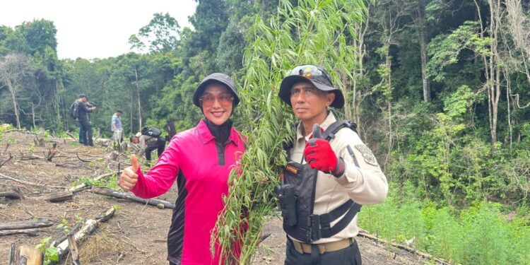 Kapolda Aceh Turun Langsung Musnahkan Ladang Ganja 3 Hektare di Lampanah