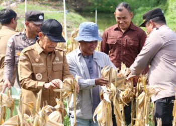 Panen 1 Ton Jagung di Paya Seunara, Langkah Nyata Sabang Perkuat Ketahanan Pangan
