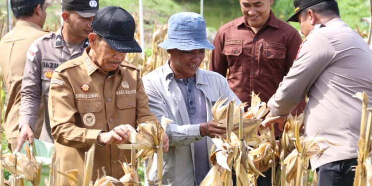 Panen 1 Ton Jagung di Paya Seunara, Langkah Nyata Sabang Perkuat Ketahanan Pangan