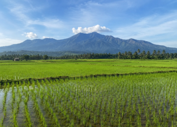 ACEH BESAR: MENJADI TIANG PENYANGGA PANGAN YANG ANDAL UNTUK KITA DAN TETANGGA
