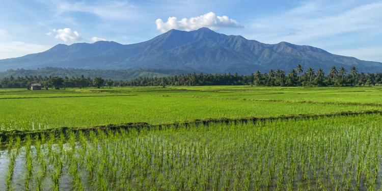 ACEH BESAR: MENJADI TIANG PENYANGGA PANGAN YANG ANDAL UNTUK KITA DAN TETANGGA