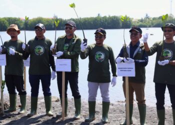 BPMA dan Medco E&P Malaka Gelar Aksi Tanam 1.000 Mangrove di Banda Aceh