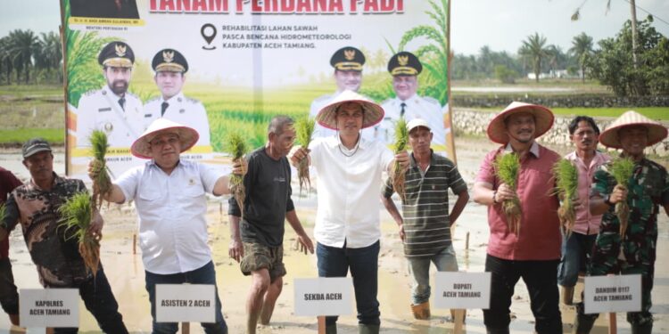 Pimpin Tanam Padi Perdana Pasca Bencana, Sekda Aceh : Jaga Stabilitas Pangan Tetap Aman