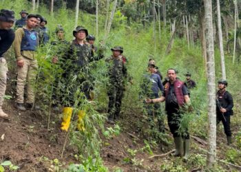 Polda Aceh Berhasil Ungkap 18 Hektare Ladang Ganja di Aceh Utara