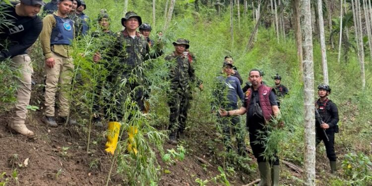 Polda Aceh Berhasil Ungkap 18 Hektare Ladang Ganja di Aceh Utara